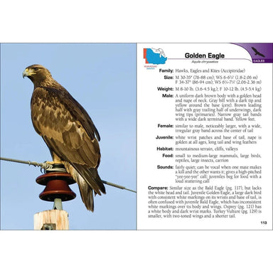 Adventure Keen, Birds of Prey of the Midwest Field Guide, view of an inside page 