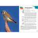 Adventure Keen, Birds of Prey of the Midwest Field Guide, view of an inside page