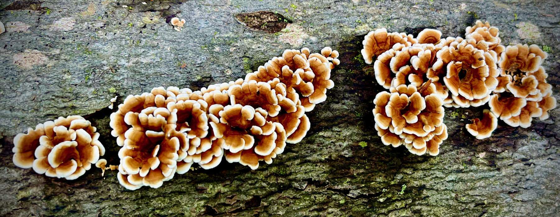 KUHL Women's Stretch Voyagr™ Rain Jacket | Soft & Stretchy Waterproof ...