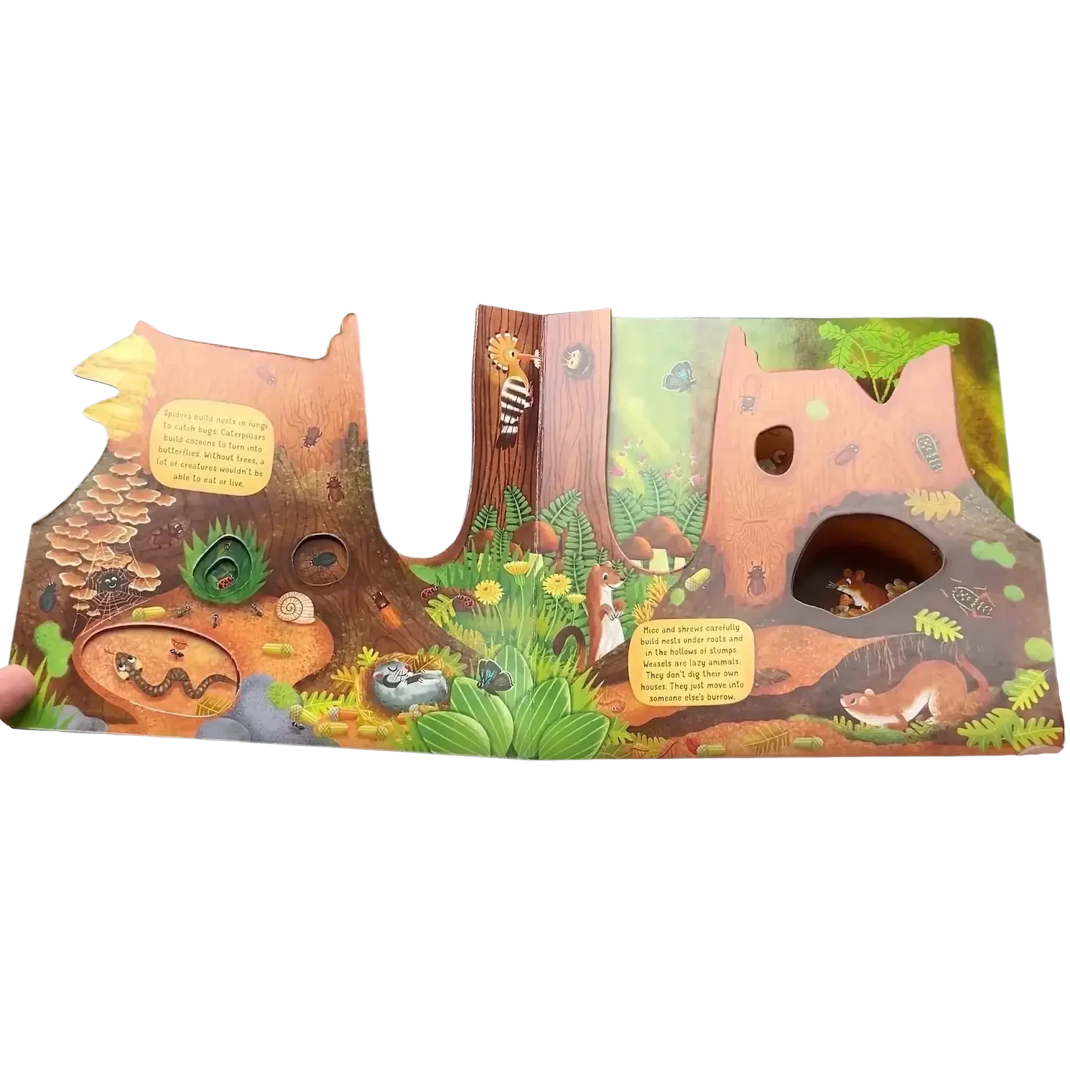 Fox Chapel Publishing Discovering the Hidden Woodland World Board Book page preview 1