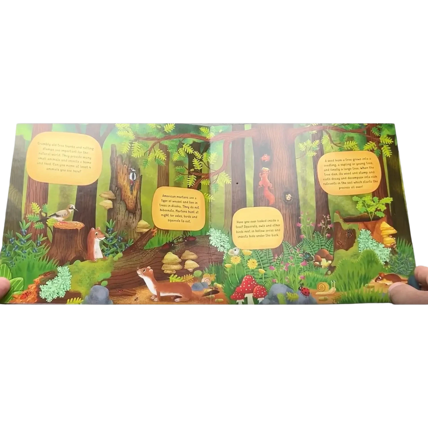 Fox Chapel Publishing Discovering the Hidden Woodland World Board Book page preview 2