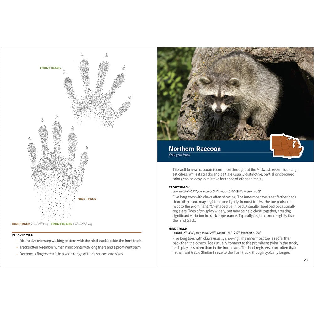 adventure keen animal tracks of the midwest field guide raccoon page