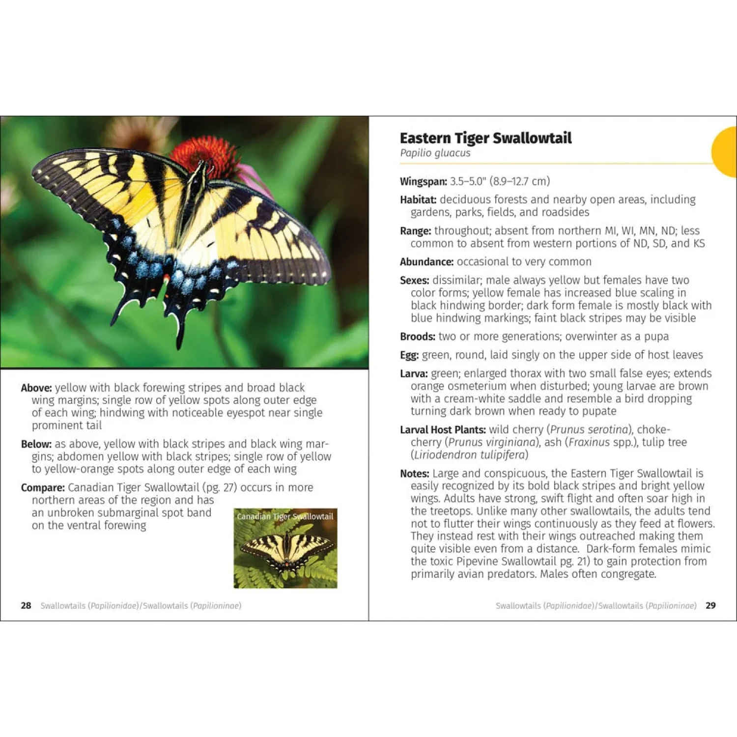 Butterflies of the Midwest Field Guide