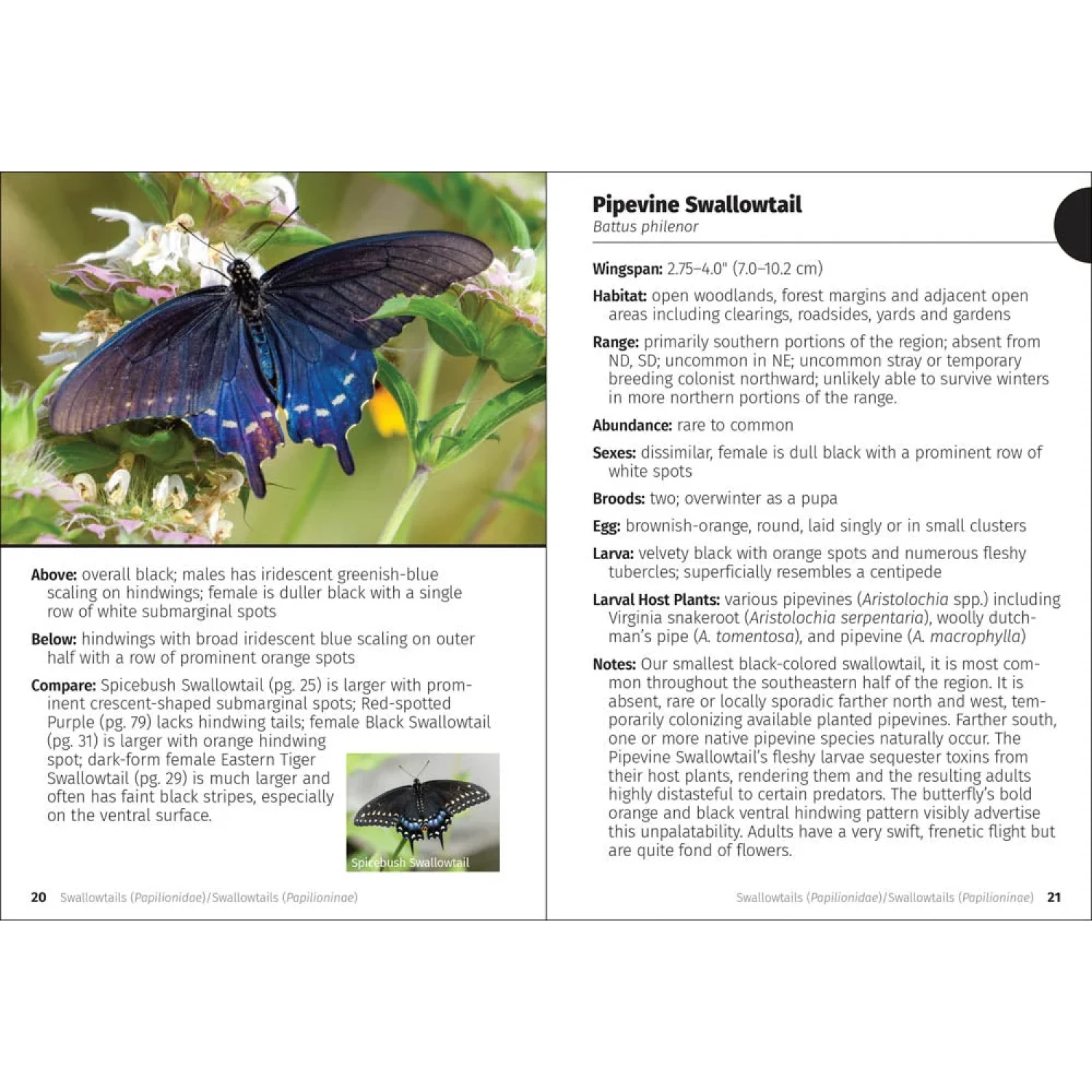 Butterflies of the Midwest Field Guide