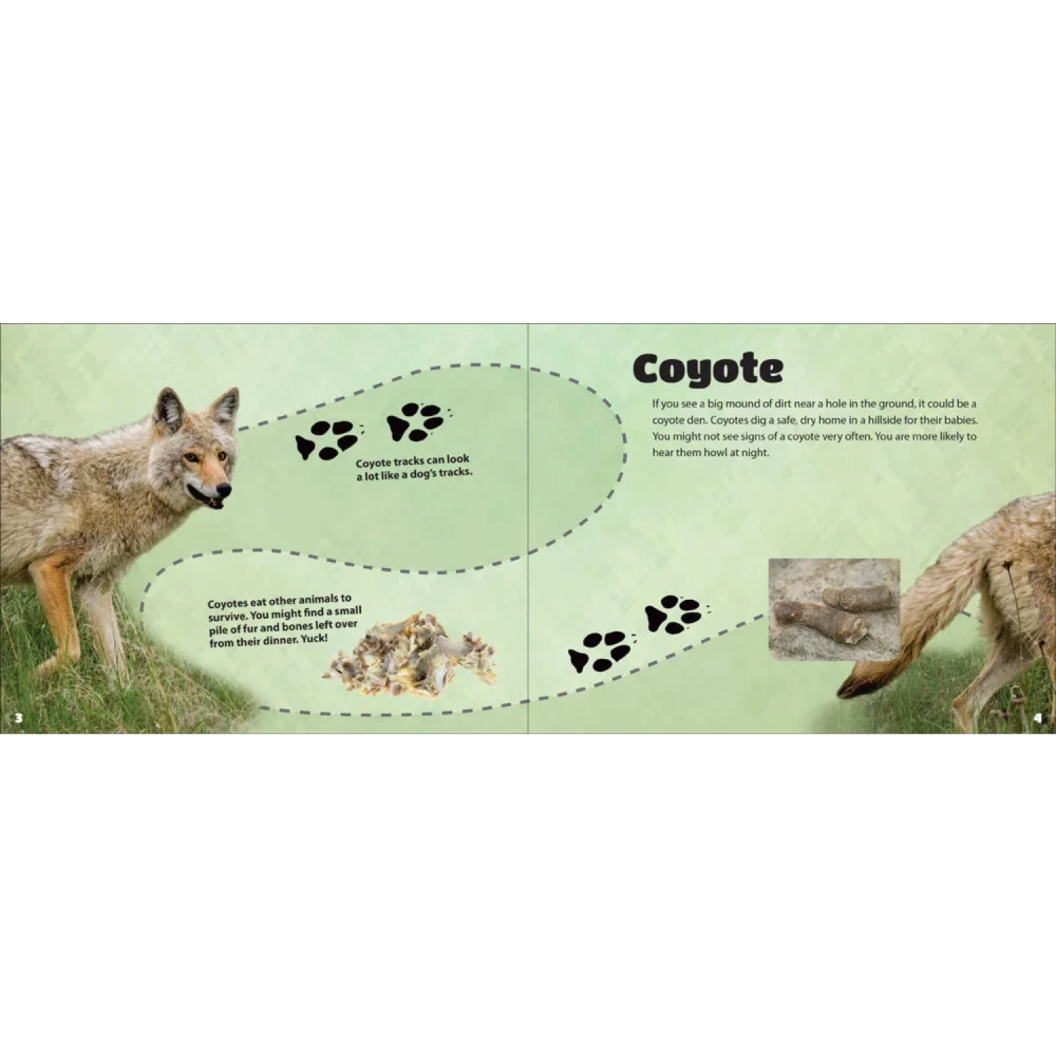 Adventure Keen Critter Litter Board Book page 1