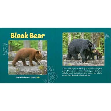 Adventure Keen Forest Mamas & Babies Board Book bear