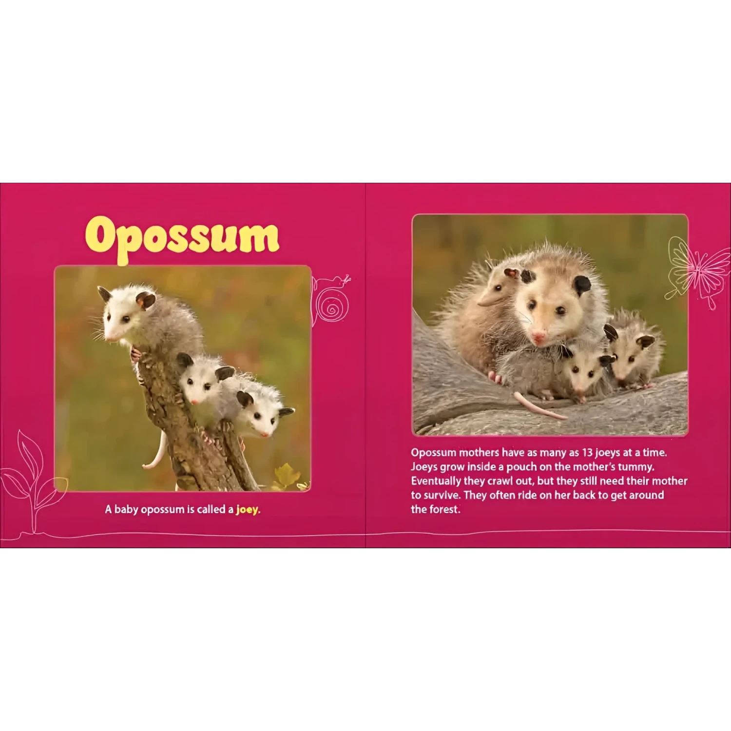 Adventure Keen Forest Mamas & Babies Board Book opossum