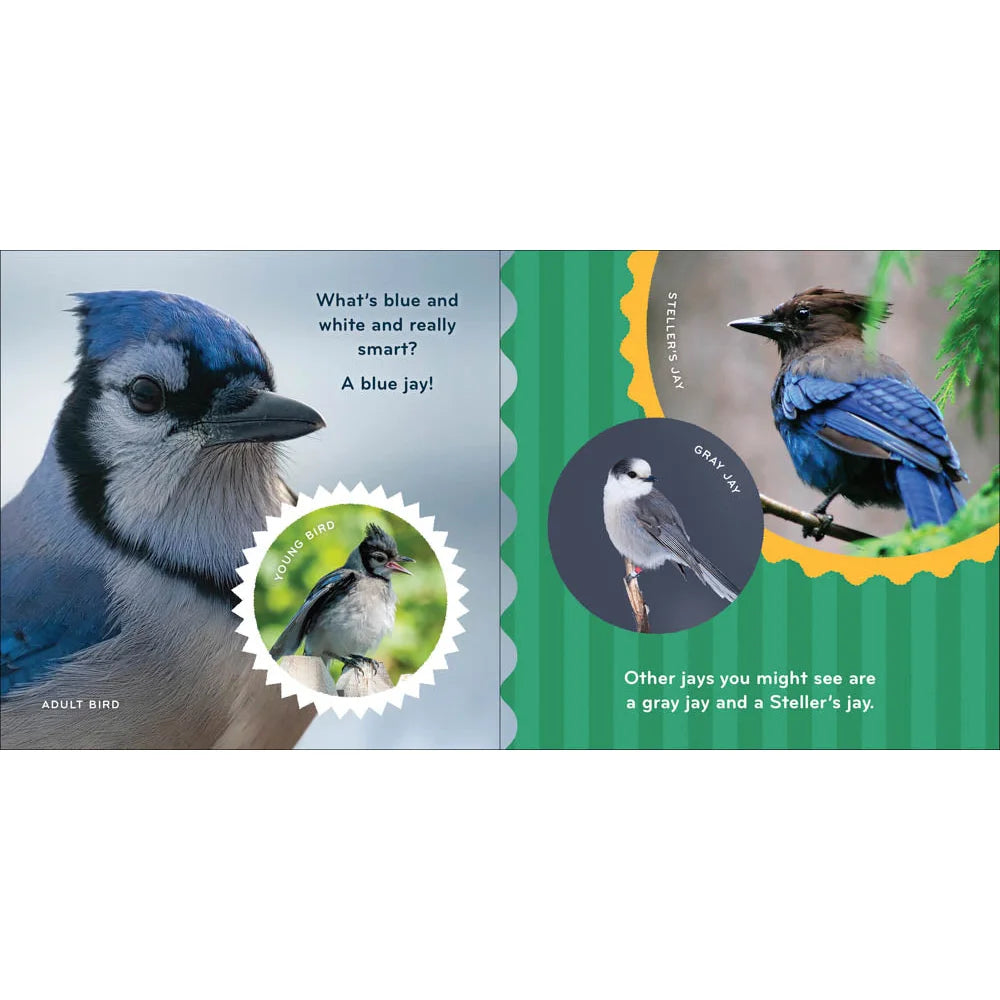 adventure keen nature baby birds book blue jay pages