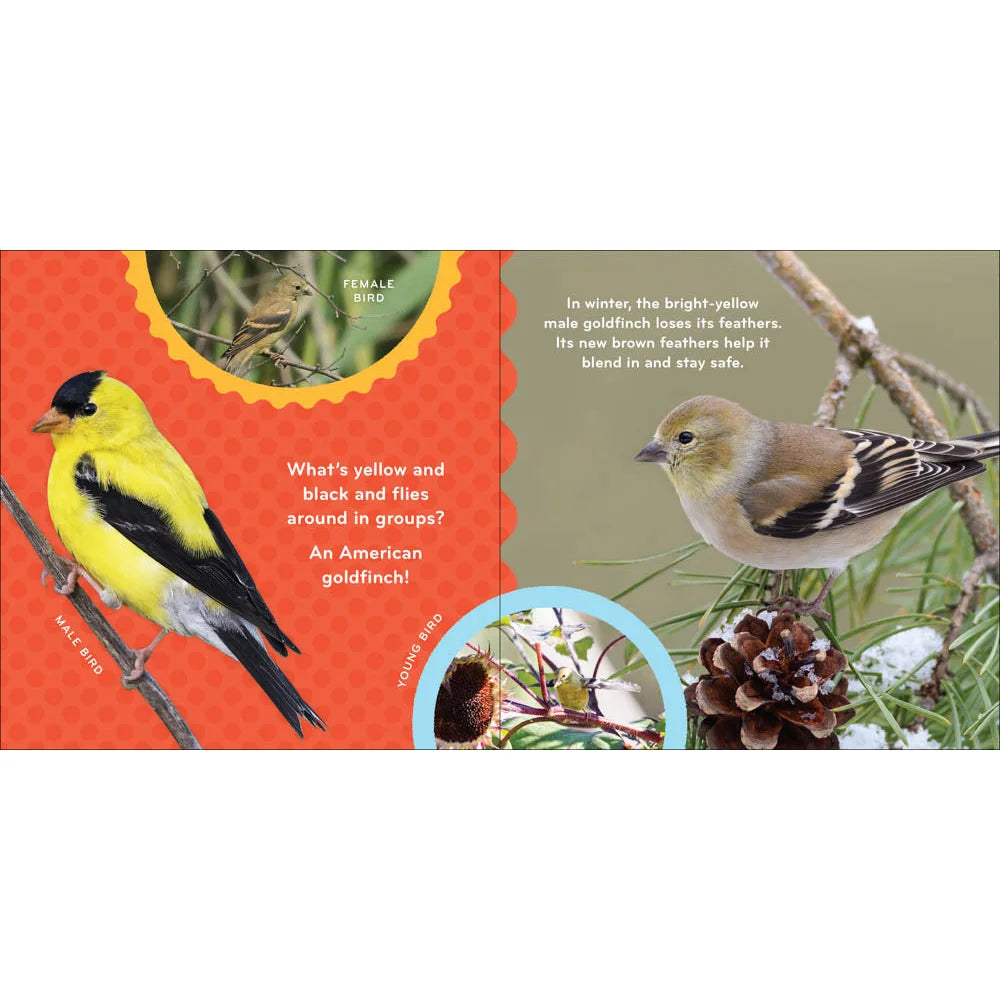 adventure keen nature baby birds book goldfinch pages