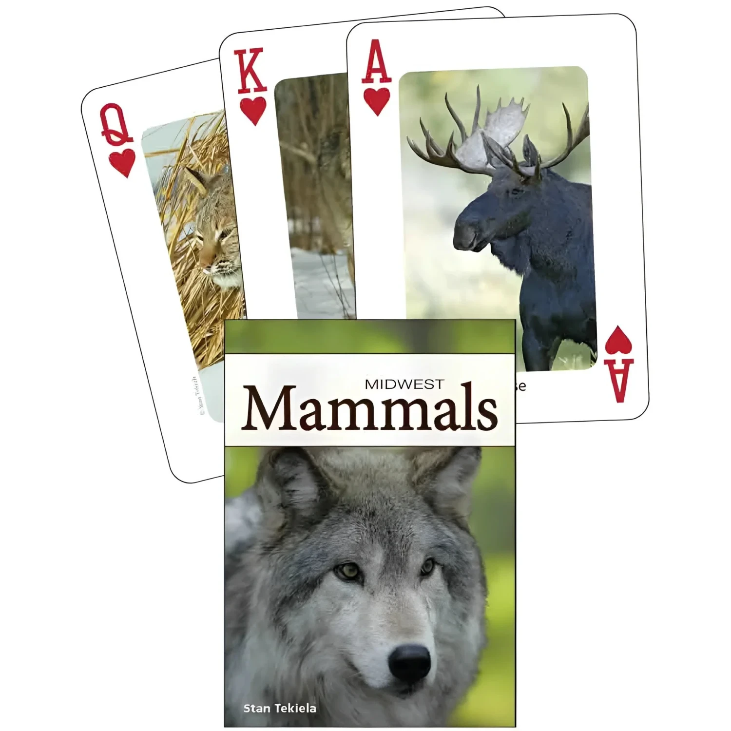 Adventure Keen Nature Playing Cards in mammals of the midwest, cards splayed