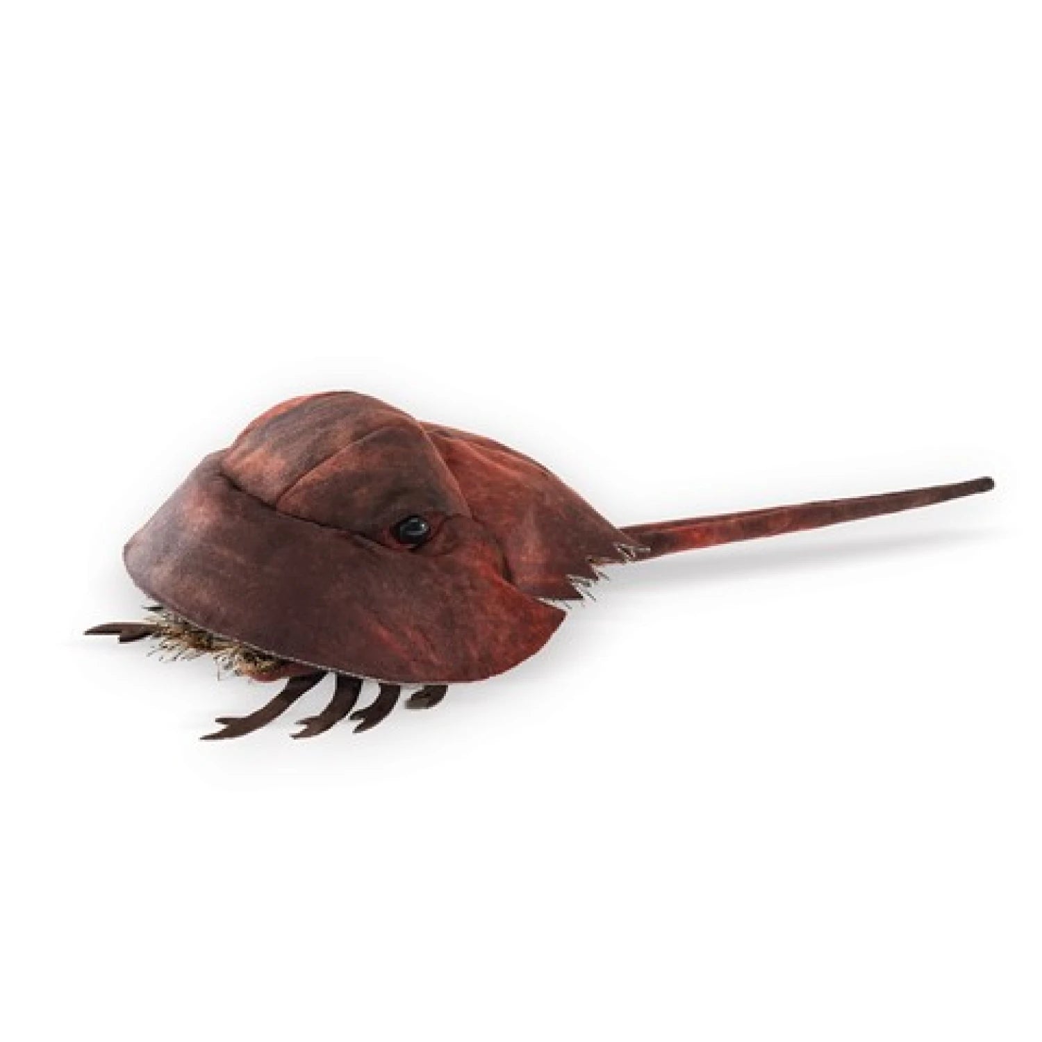 folkmanis horseshoe crab puppet front flat view