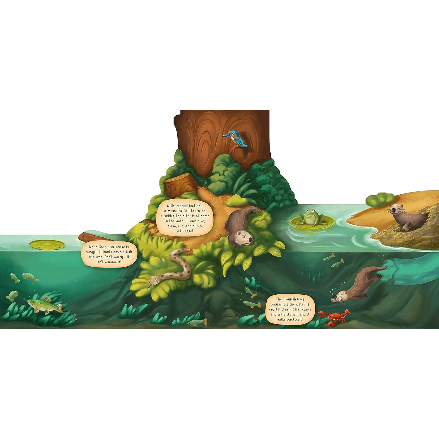 Fox Chapel Publishing Discovering the World of Nature Along the Riverbank, page preview 1