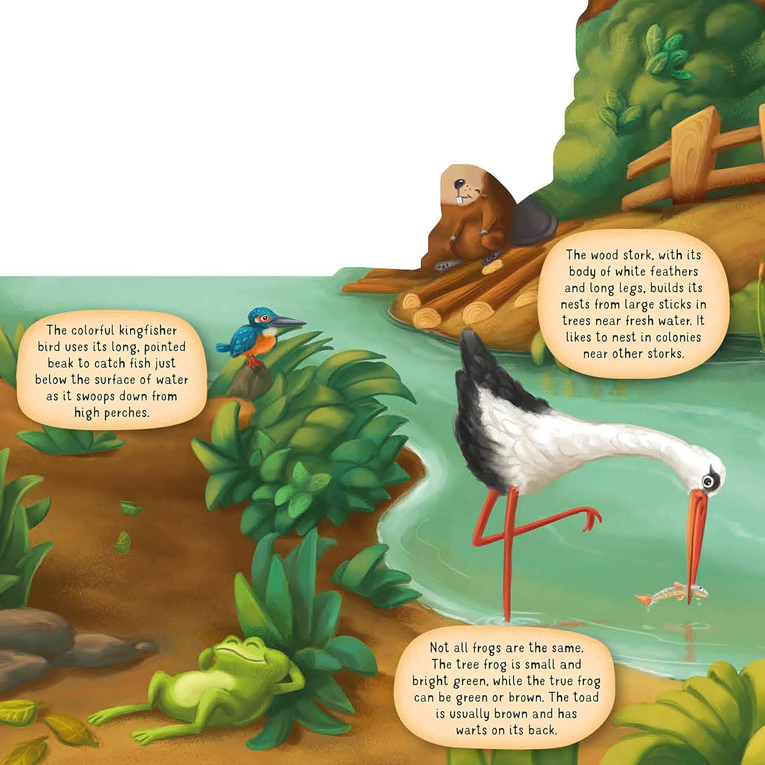 Fox Chapel Publishing Discovering the World of Nature Along the Riverbank, page preview 2