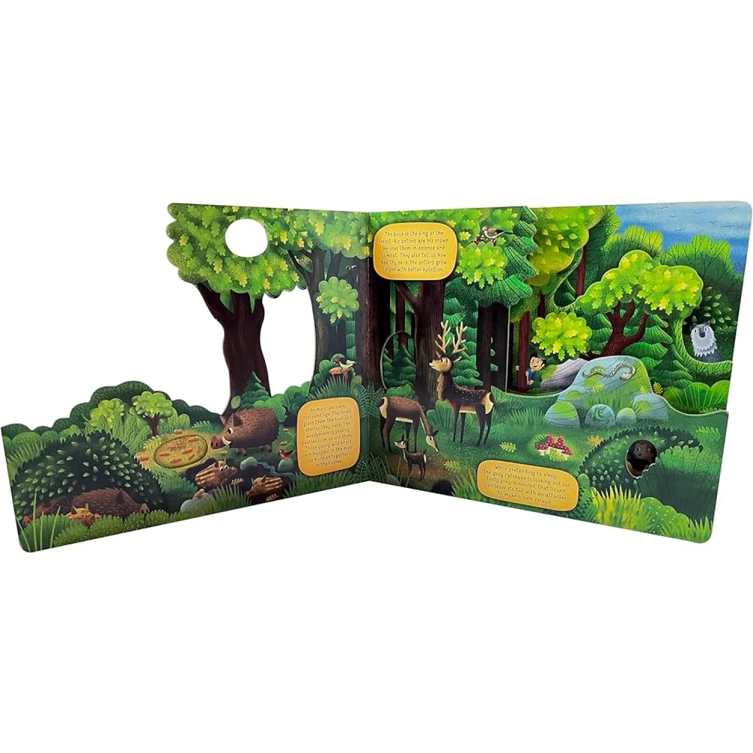 Fox Chapel Publishing Exploring the Fascinating World of the Forest Board Book, page preview