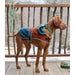 ll bean mountain classic dog anorak jacket mid size dog model view