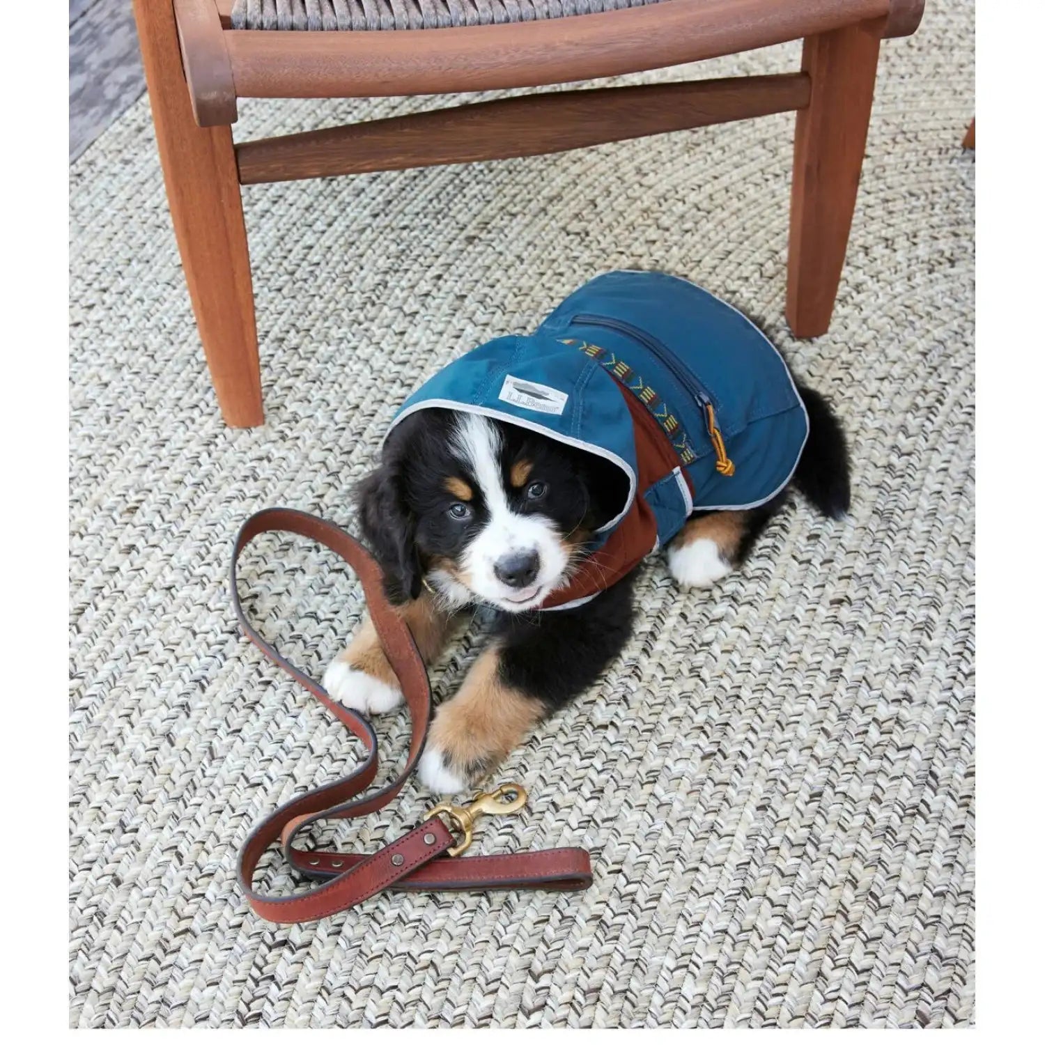 ll bean mountain classic dog anorak jacket puppy model view