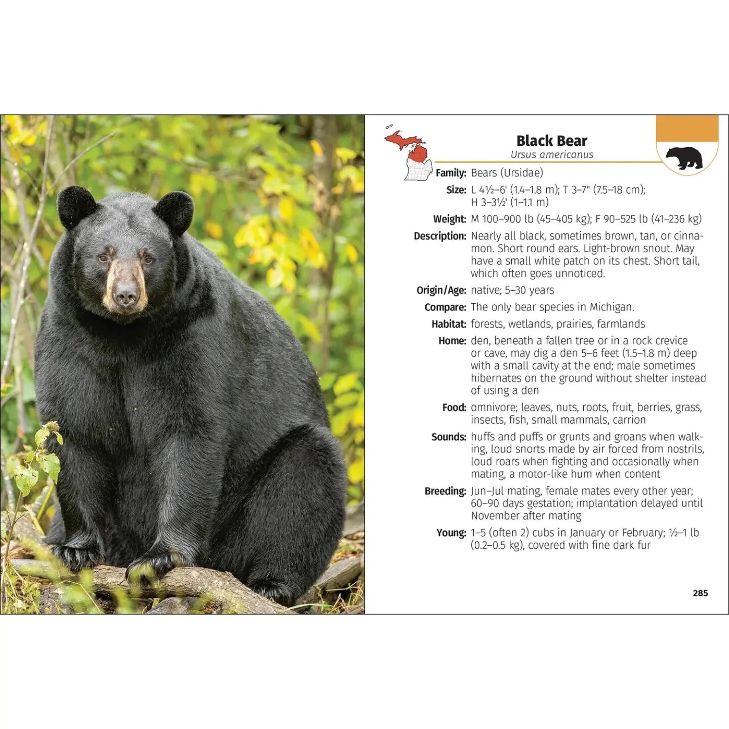 Stan Tekiela’s Mammals of Michigan Field Guide, 2nd Ed. by Stan Tekiela, black bear page