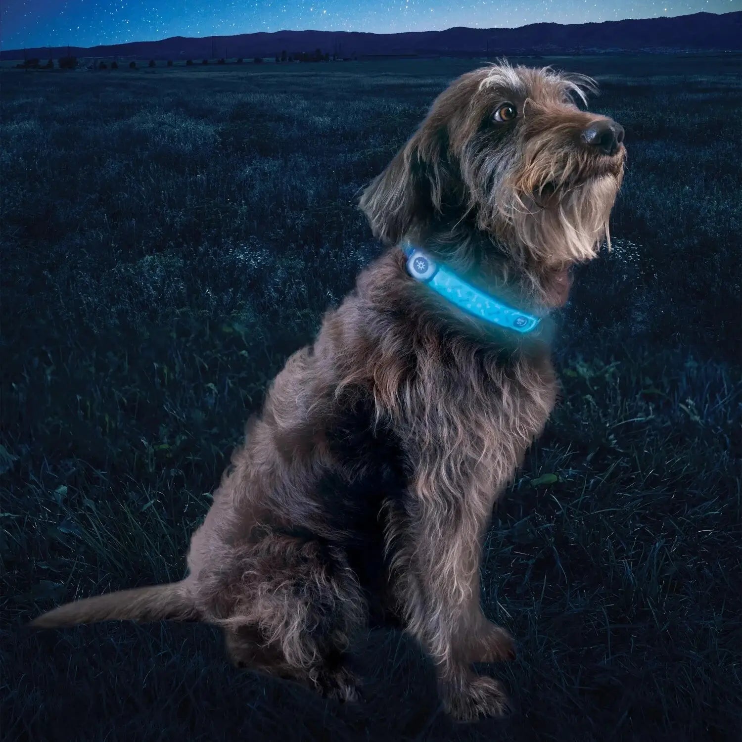 NiteIze NiteDog® Rechargeable LED Collar Cover in disco, on dog