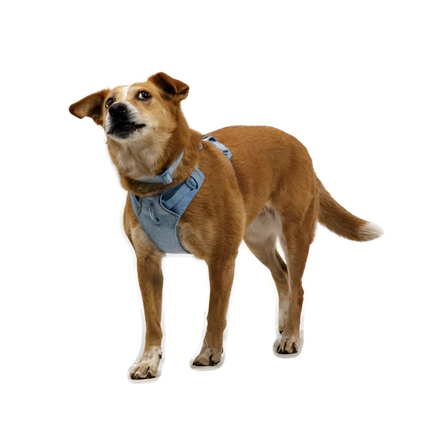 Ruffwear Front Range® Flex Harness in polar blue, on dog