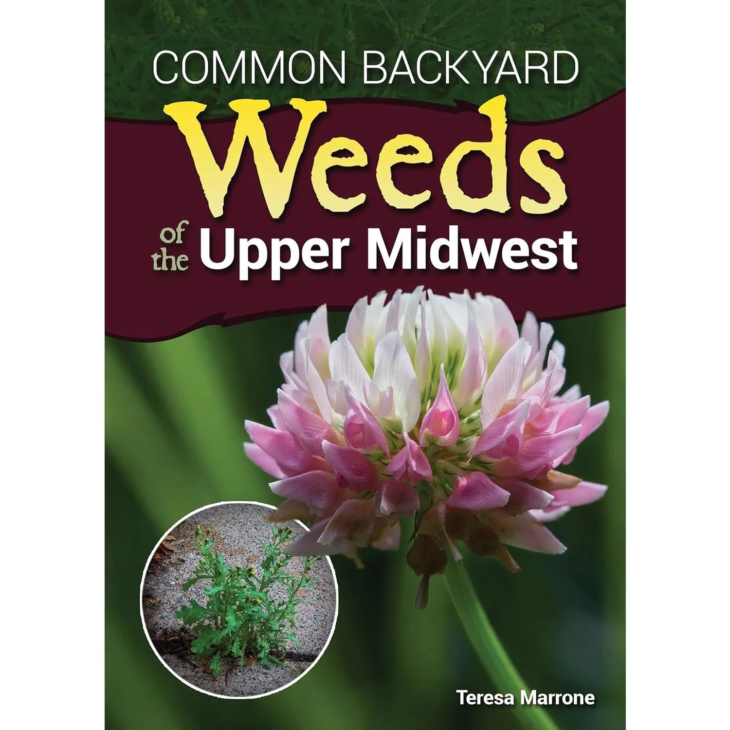 Common Weeds of the Upper MidWest